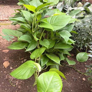 May include: A lush neon pothos plant featuring vibrant, heart-shaped lime green leaves. The trailing stems are densely packed with foliage, showcasing a bright, solid color throughout the plant. The plant is positioned upright with several long vines extending outward, displaying a healthy, glossy texture on each individual leaf surface.