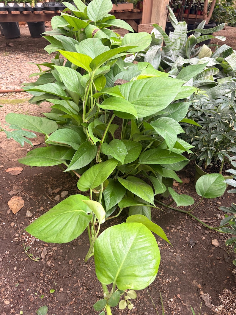 May include: A lush neon pothos plant featuring vibrant, heart-shaped lime green leaves. The trailing stems are densely packed with foliage, showcasing a bright, solid color throughout the plant. The plant is positioned upright with several long vines extending outward, displaying a healthy, glossy texture on each individual leaf surface.