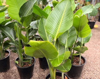 May include: Several Bird of Paradise plants in black plastic pots. The plants have large, bright green leaves with prominent veins. The leaves are broad and paddle-shaped, with a slight curve. The plants are in a nursery setting.