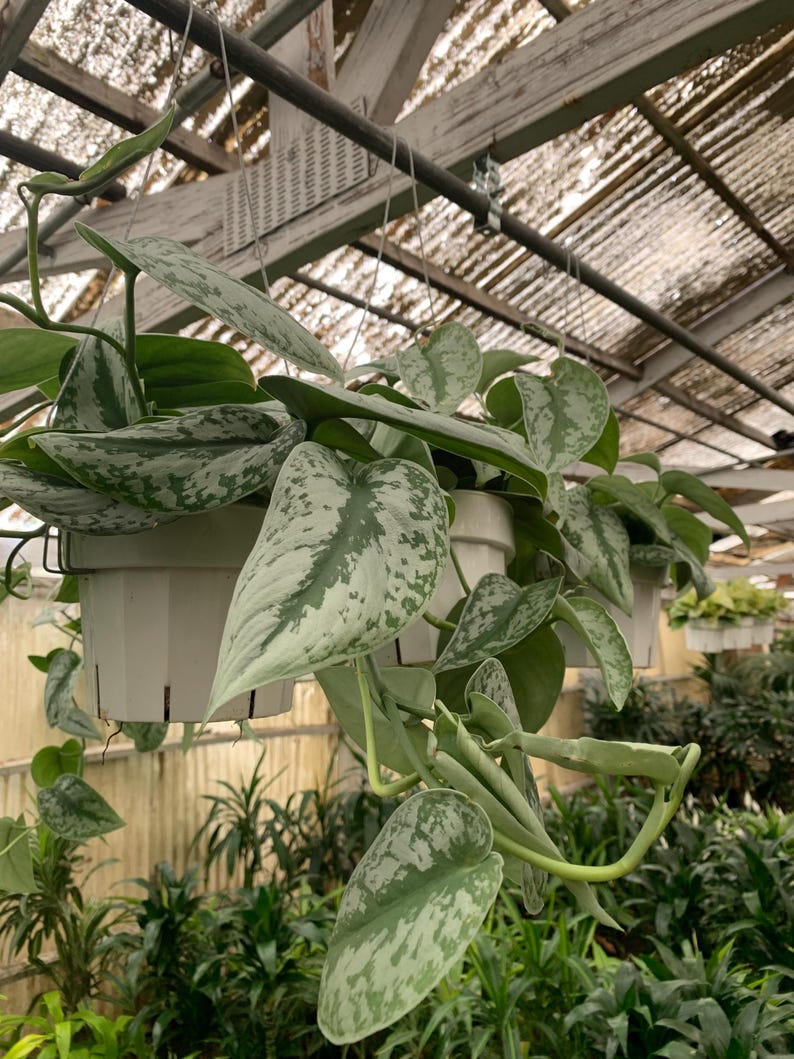 scindapsus-silver-splash-hanging-plant-trailing-silver-vine-in-6