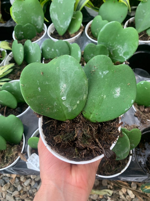 Hoya Herz tropische Zimmerpflanze 10cm Topfpflanze - Etsy.de