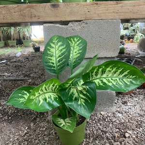 May include: A green potted plant with large, variegated leaves. The leaves are green with white stripes. The plant is in a green plastic pot.