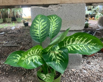 Tropic Snow Dieffenbachia – 6” Live Plant in Pot – Tropical Houseplant for Home or Office – Low Maintenance