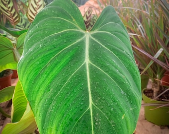 May include: A large, heart-shaped, green leaf with a prominent vein running down the center. The leaf is covered in small water droplets.