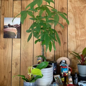 Money Tree Plant – Easy Care Indoor Plant for Good Luck & Feng Shui | Air Purifying Live Houseplant | Pet Friendly Gift Plant in 6inch pot