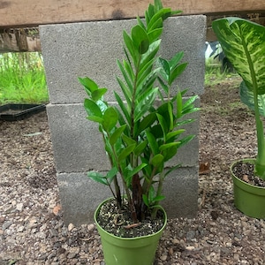 ZZ Plant – Zamioculcas Zamiifolia | Low Light, Drought-Tolerant, Easy Indoor Houseplant 6inch potted beginner friendly plants