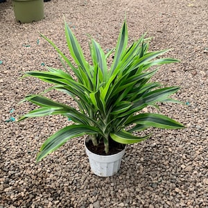 以下が含まれることがあります： 白い鉢に入った緑と黄色の斑入りの観葉植物。植物は長く細い葉を持ち、縞模様があります。植物は小さな灰色の石のベッドの上に置かれています。