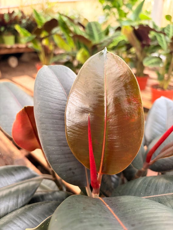 Ficus Decora  Rubber Plant | Easy Indoor Houseplant | Low Light, Air  Purifying - 6inch Pot - Etsy