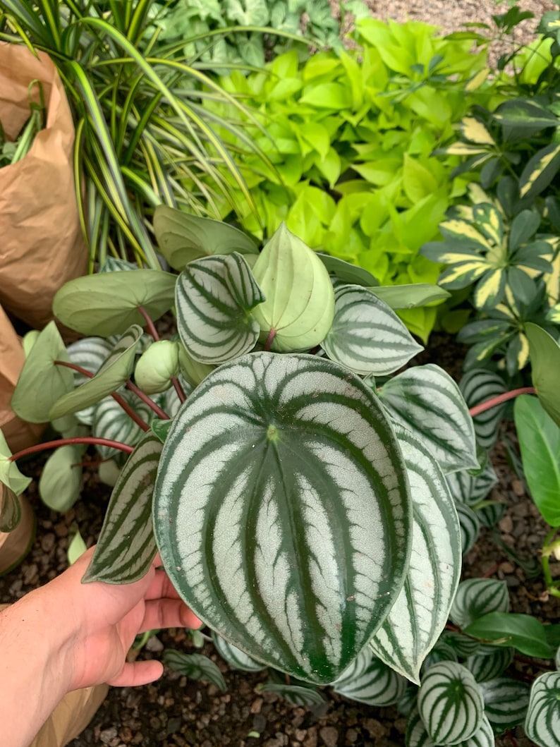 VmcPlantsInc Watermelon Peperomia