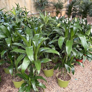 May include: Several Dracaena plants in green pots are displayed in a greenhouse setting. The plants have long, vibrant green leaves and are arranged on a bed of small pebbles. The pots are a light green color.