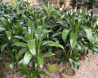 Dracaena Elegance - Lisa Cane  Plant 8 Inch Pot Tall Indoor Houseplant  Home or Office Decor 3-4 ft tall