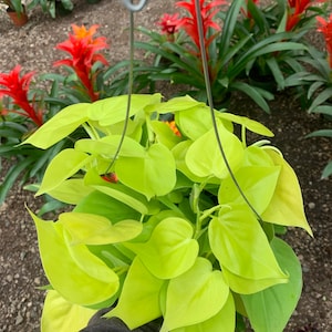 Home decorations and gifts Philodendron Neon Cordatum 6inch potted live plant home decor plants - not trailing