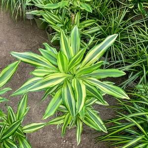 Dracaena del sol 8inch potted live plant:around 3ft tall indoor/outdoor Shade decoration