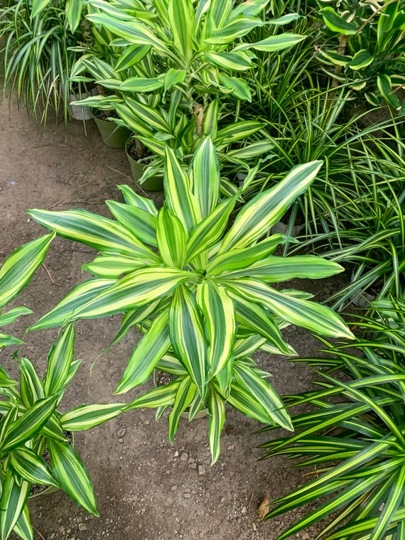 Dracaena Del Sol 8inch Potted Live Plant:around 3ft Tall Indoor/outdoor  Shade Decoration - Etsy