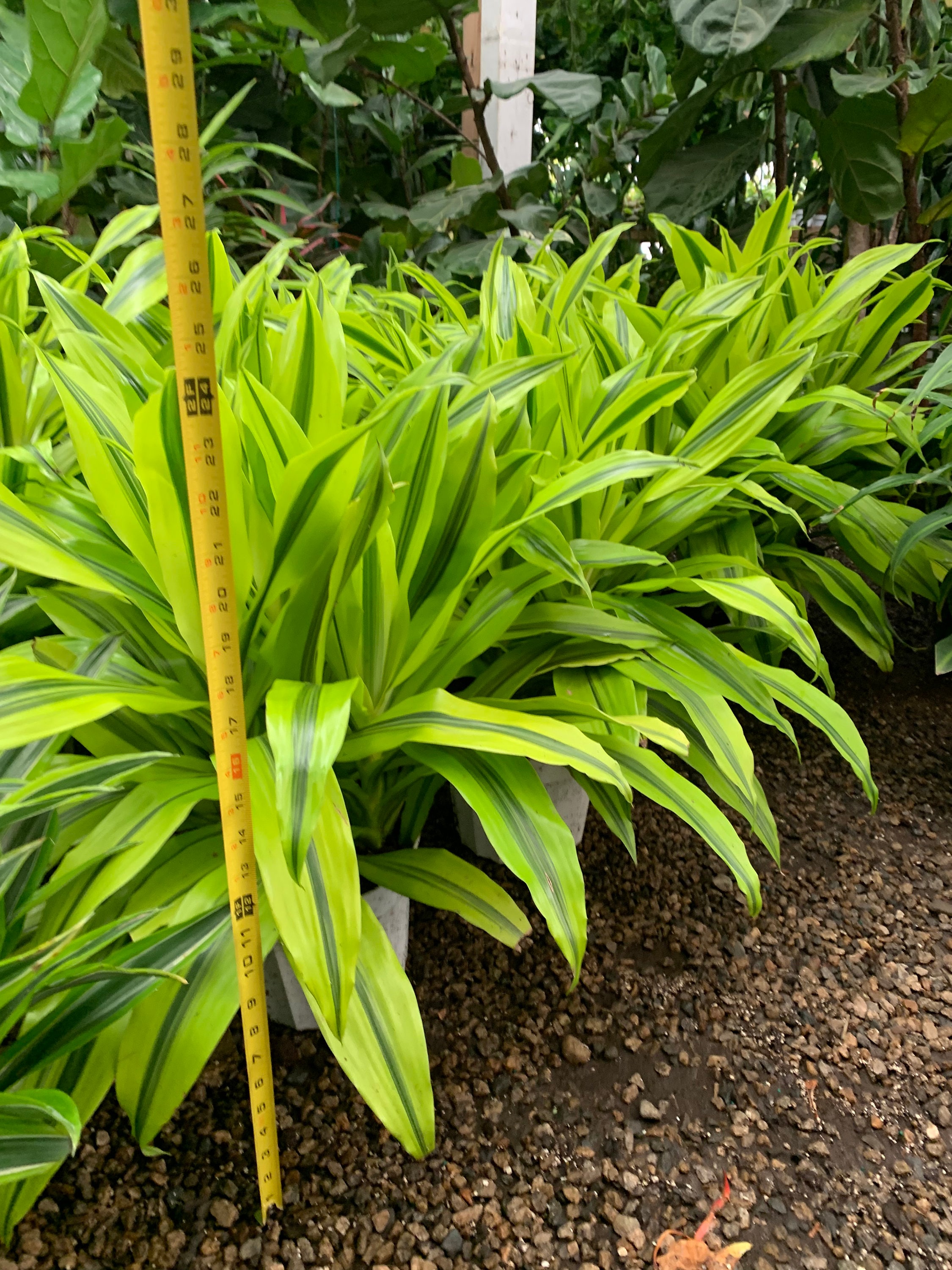 peace lily stephanie Peace Lily | Spathiphyllum | 8" Pot | Easy Care Houseplant