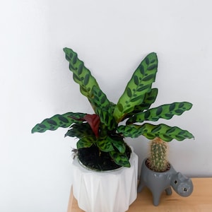 Klapperschlange Calathea 10cm Premium Indoor Tropische Pflanze- Zimmerpflanzen Geschenkidee