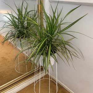 Dracaena Sun Ray, planta viva de 6 pulgadas, fácil de cuidar, planta tropical premium, fácil mantenimiento, 2 a 3 pies de alto.