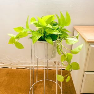 Neon Pothos live indoor tropical plants - quality houseplants from Southern California