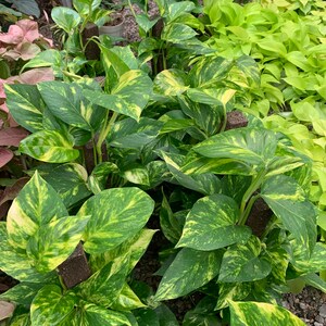 May include: A collection of Golden Pothos plants featuring heart-shaped leaves with variegated patterns of deep green and bright yellow. Each plant is supported by a dark brown moss pole, with vines climbing upward amidst other foliage.