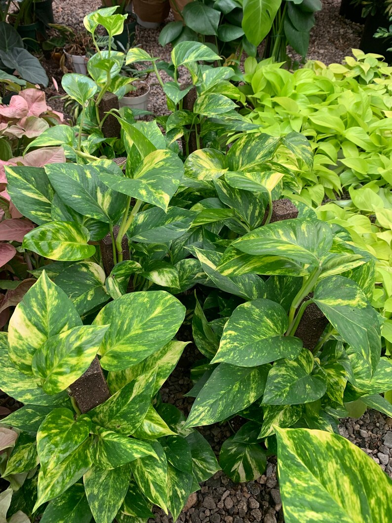 May include: A collection of Golden Pothos plants featuring heart-shaped leaves with variegated patterns of deep green and bright yellow. Each plant is supported by a dark brown moss pole, with vines climbing upward amidst other foliage.