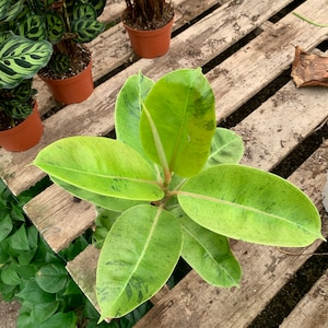 FICUS MOONSHINE tropische binnenpotplant 6 inch pot / uitverkocht, binnenkort weer leverbaar