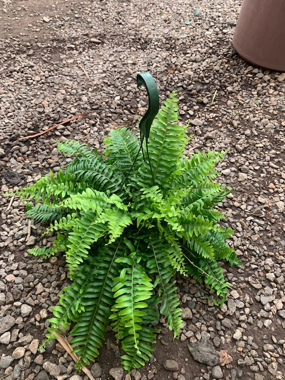 Pet-Friendly Houseplant Set: Calathea & Boston Fern Duo