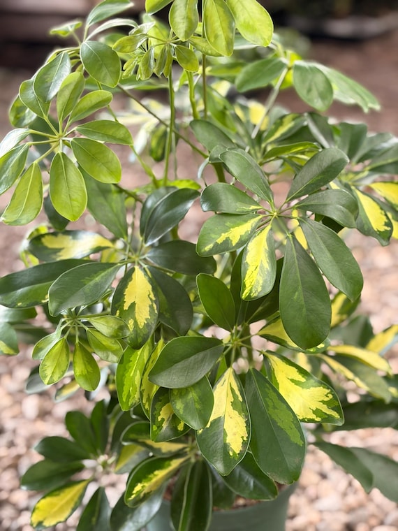 Variegated Schefflera Umbrella Plant: Large Tropical Houseplant in 8-inch  Pot - Etsy.de