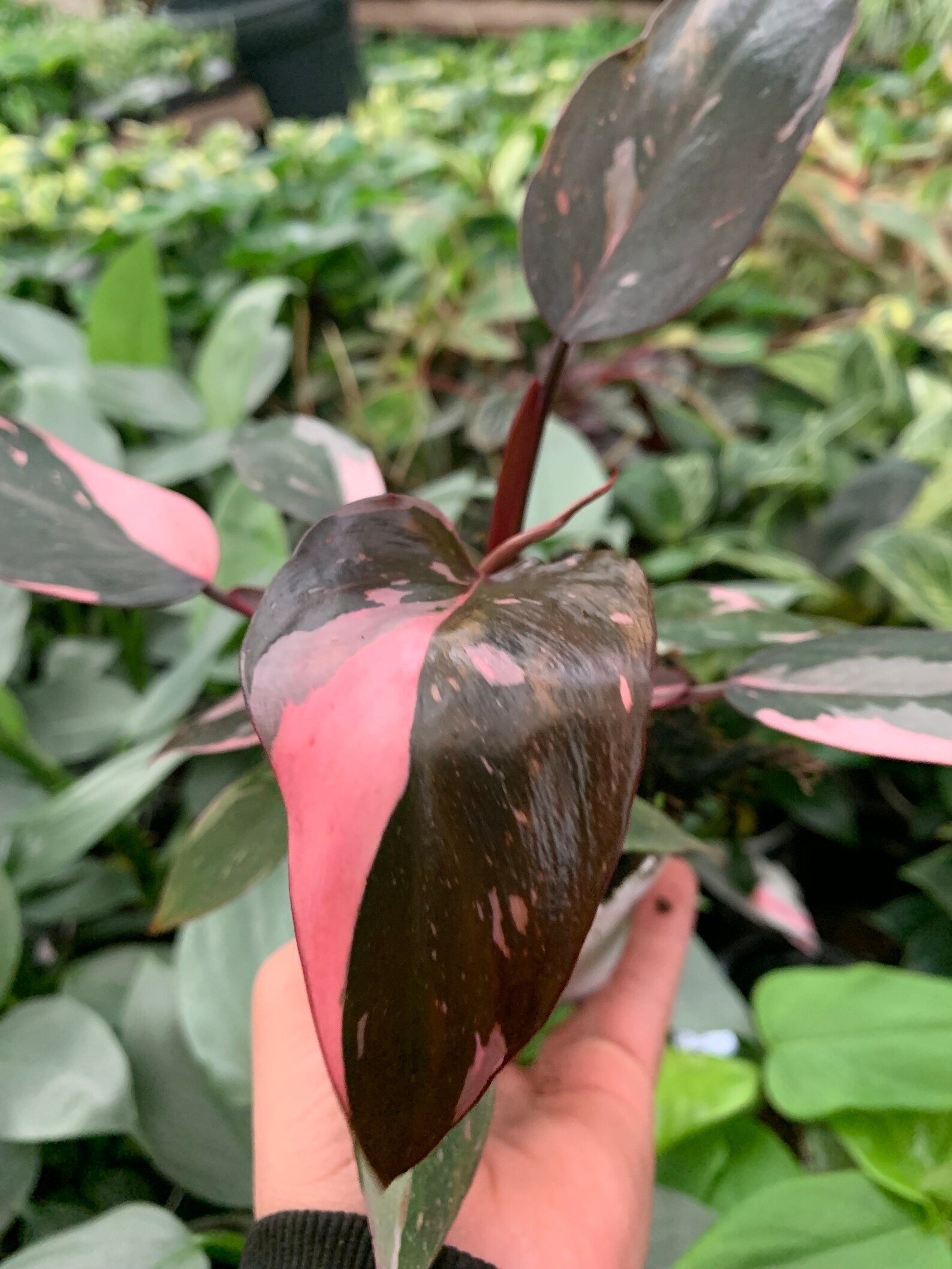 Philo Pink Princessrare Indoor Plant. Fresh for the Etsy