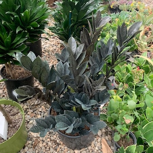 May include: A potted ZZ plant with dark green, glossy leaves. The plant is in a black plastic pot and surrounded by other potted plants. The leaves have a unique, almost black appearance, creating a striking contrast.