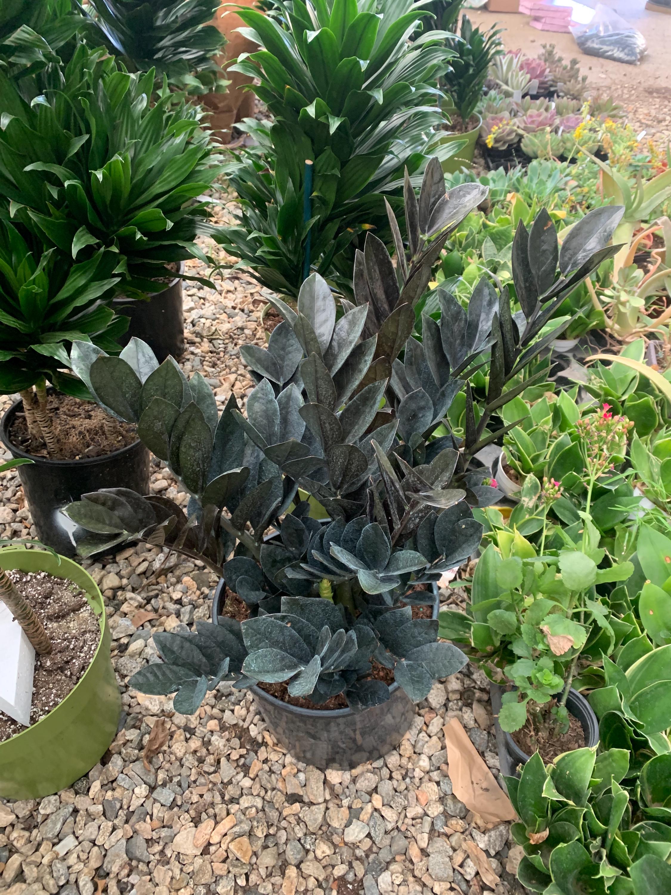 succulent potted plant Baby Succulent Mix (4 Plants) 6cm Pot House Plants – Plants For All Seasons main image 1