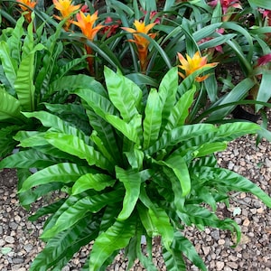 May include: A green bird's nest fern plant with long, narrow, fronds. The plant is growing in a pot and is surrounded by small, brown rocks.