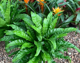 Bird nest fern live plant in 8inch pot limited stock - large live plant home decorating