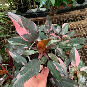 Pink philodendron Princess rare indoor plant  6inch sold out - 4inch available