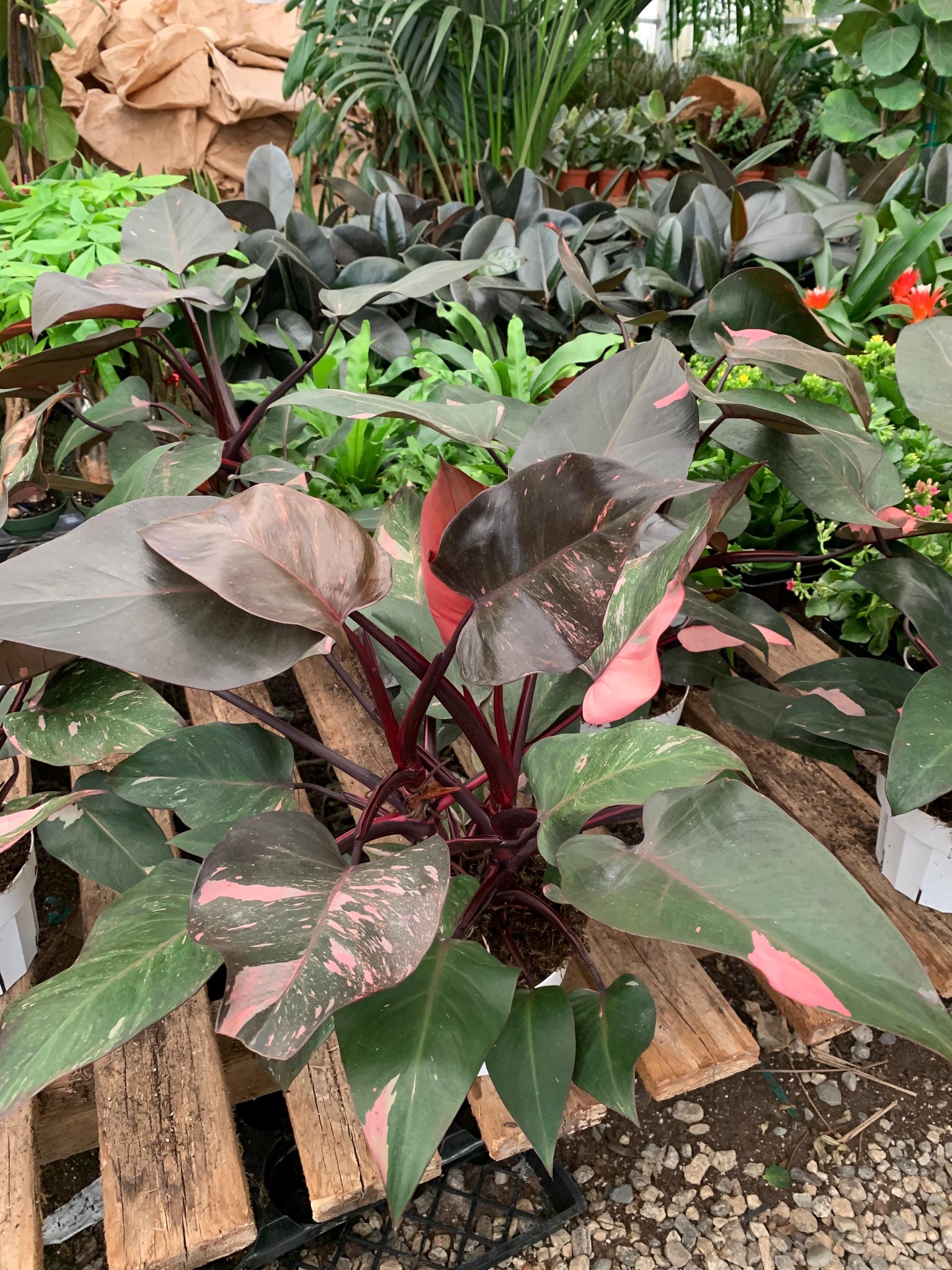 Real House Plants Indoor Black Cherry Pink Princess Philodendron