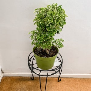indigoAralia 6inch plant-live plant-grown in Southern California-gift/decor ideas
