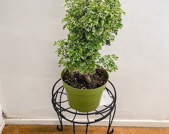 Currently sold out/ indigoAralia 6inch plant-live plant-grown in Southern California-gift/decor ideas