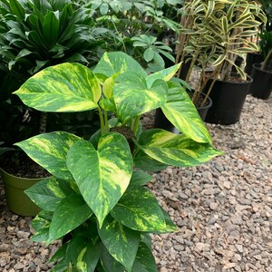 May include: A potted pothos plant featuring heart-shaped leaves with variegated patterns of deep green and bright yellow. The plant has multiple stems growing upwards, displaying a mix of solid green foliage and leaves with prominent yellow splashes.