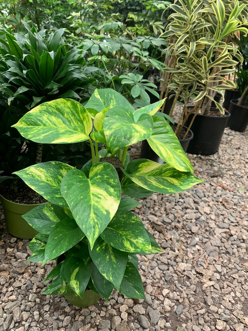 May include: A potted pothos plant featuring heart-shaped leaves with variegated patterns of deep green and bright yellow. The plant has multiple stems growing upwards, displaying a mix of solid green foliage and leaves with prominent yellow splashes.