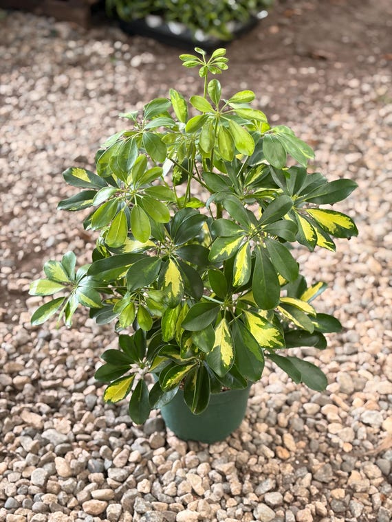 swiss cheese plant for sale Monstera deliciosa (6in+) 6in