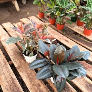 Ficus Decora – Rubber Plant | Easy Indoor Houseplant | Low Light, Air Purifying - 6inch pot