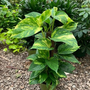 May include: A Golden Pothos plant with variegated heart-shaped leaves in shades of green and yellow, growing vertically up a central brown moss pole. The plant is potted in a simple green plastic container, showcasing its trailing foliage.