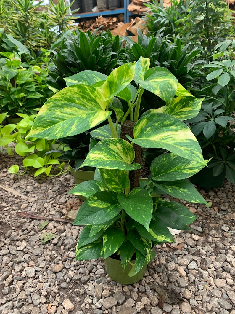 May include: A Golden Pothos plant with variegated heart-shaped leaves in shades of green and yellow, growing vertically up a central brown moss pole. The plant is potted in a simple green plastic container, showcasing its trailing foliage.