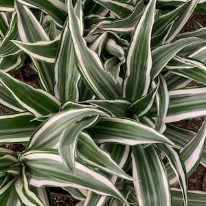 Draceana Warneckii White Jewel’-white bird  Dracaena 4inch plant indoor/outdoor Shade live plant