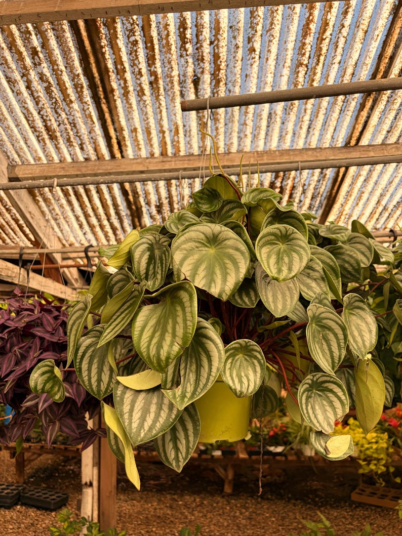 VmcPlantsInc Watermelon Peperomia - Thumbnail 3