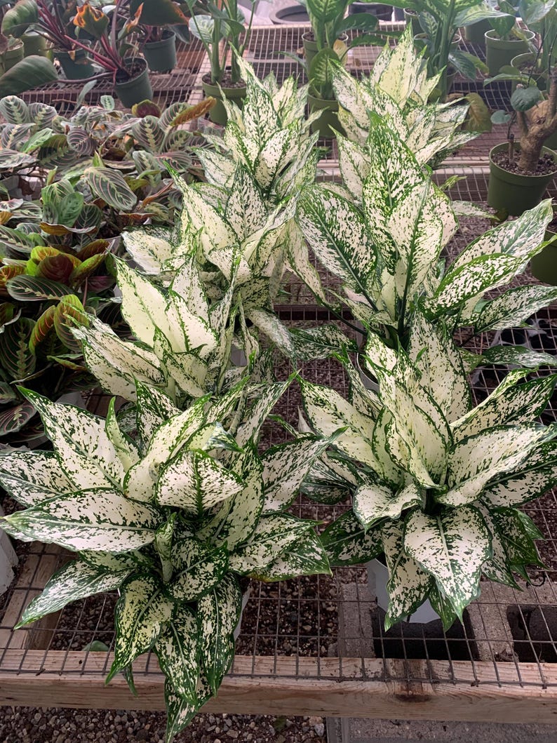 VmcPlantsInc Aglaonema First Diamond - Thumbnail 5