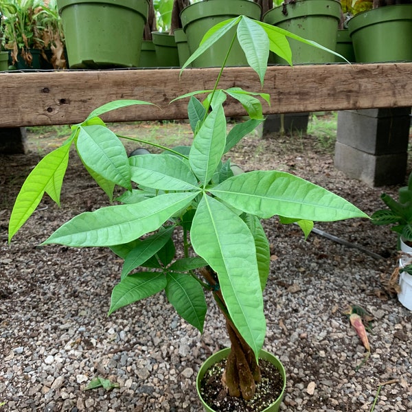 Money Trees 6inch potted plant