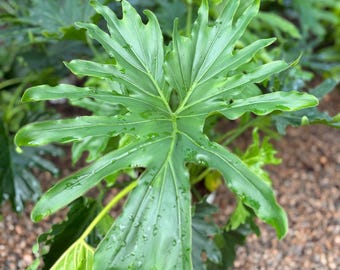Philodendron 'Lickety Split' Live Plant: Lush Tropical Houseplant (8 inch Pot)