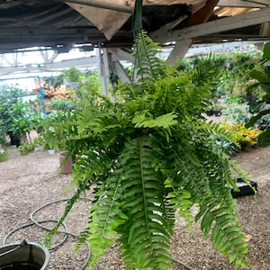 Live Boston Fern Plant in 6” Pot  Air Purifying Houseplant for Home & Office Décor  Easy Care Indoor Greenery Gift