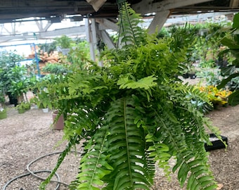 White rabbits foot fern 4 pot (ALL PLANTS require you to purchase 2  plants!) - Etsy sterreich