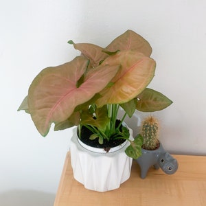 house plant Pink Syngonium indoor live plant in 4inch pot - premium quality plants -indoor decorations and gifts ideas